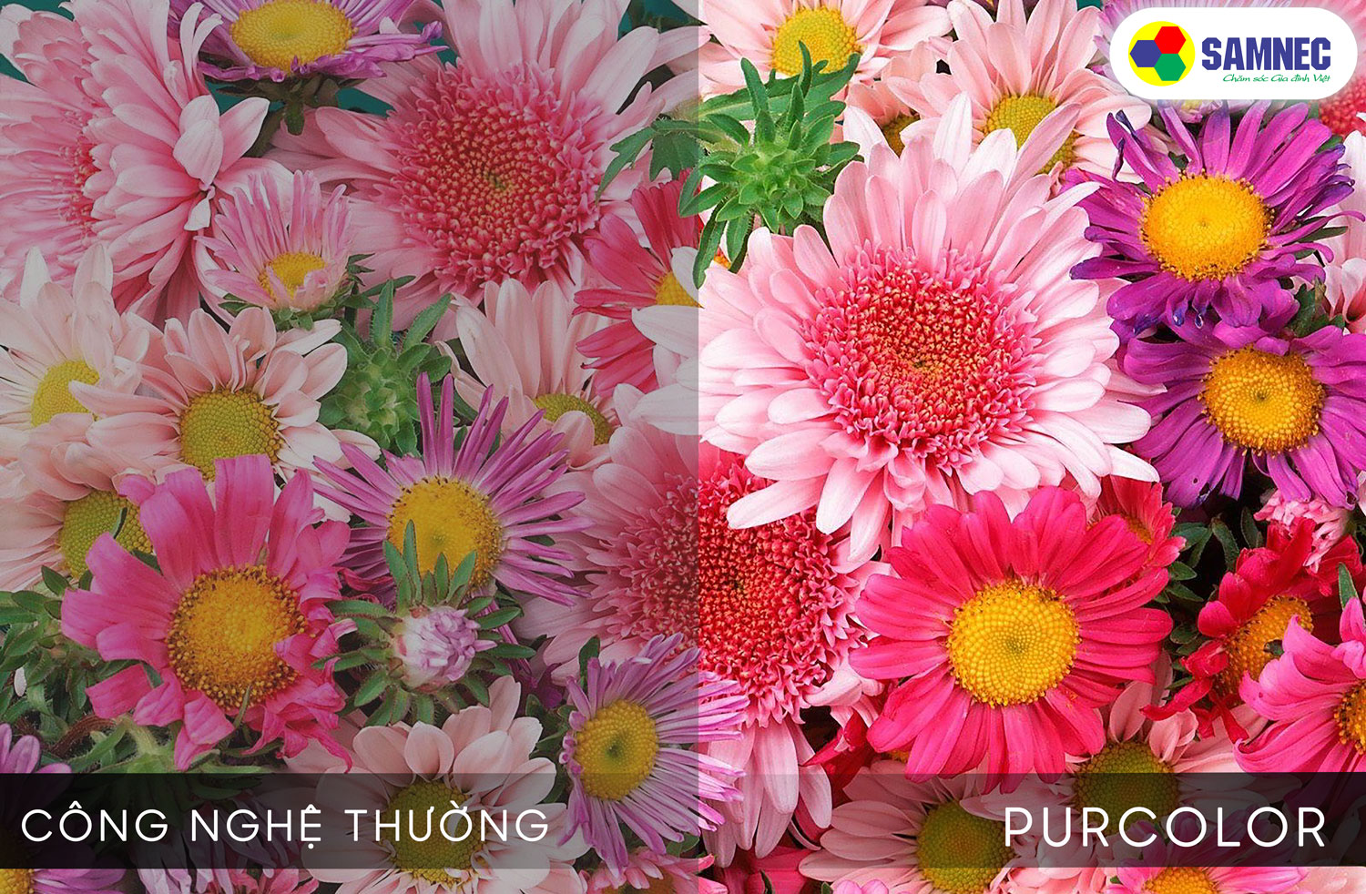 Purcolor