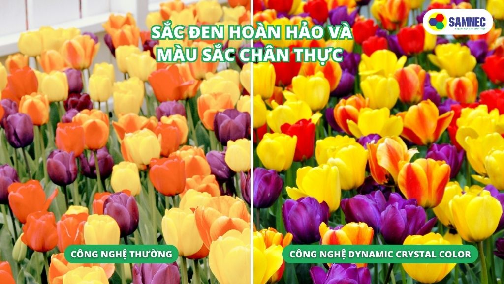 Công nghệ Dynamic Crystal Color trên tivi Samsung CU8500